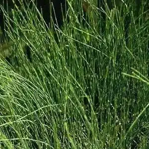 Ephedra Sinica Ma-huang (500 Grams Pouch)